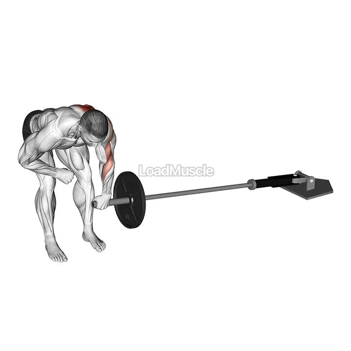 Landmine One Arm Bent Over Row demonstration