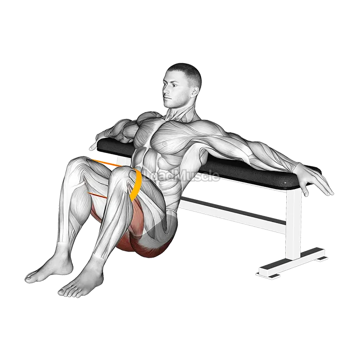 Resistance Band Hip Thrusts demonstration