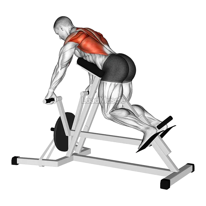 Lever Lying Banded T bar Row demonstration