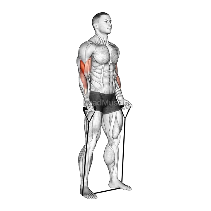 Band Biceps Curl demonstration