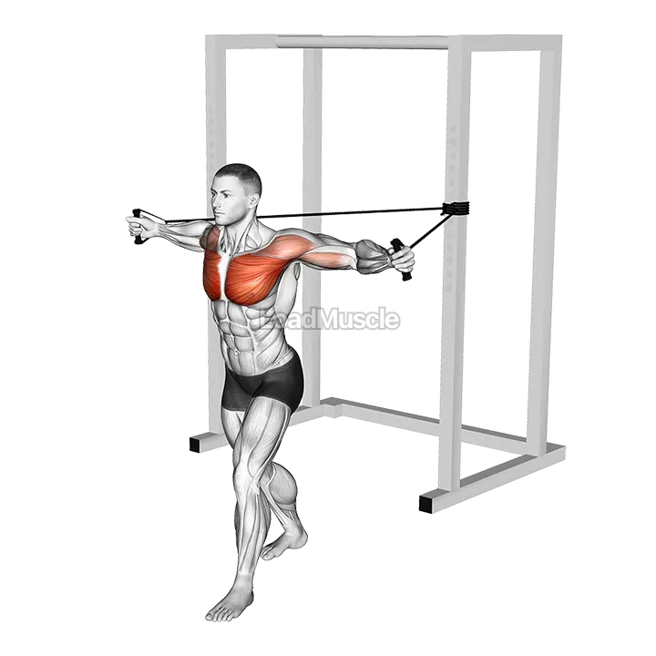 Band Chest Fly demonstration