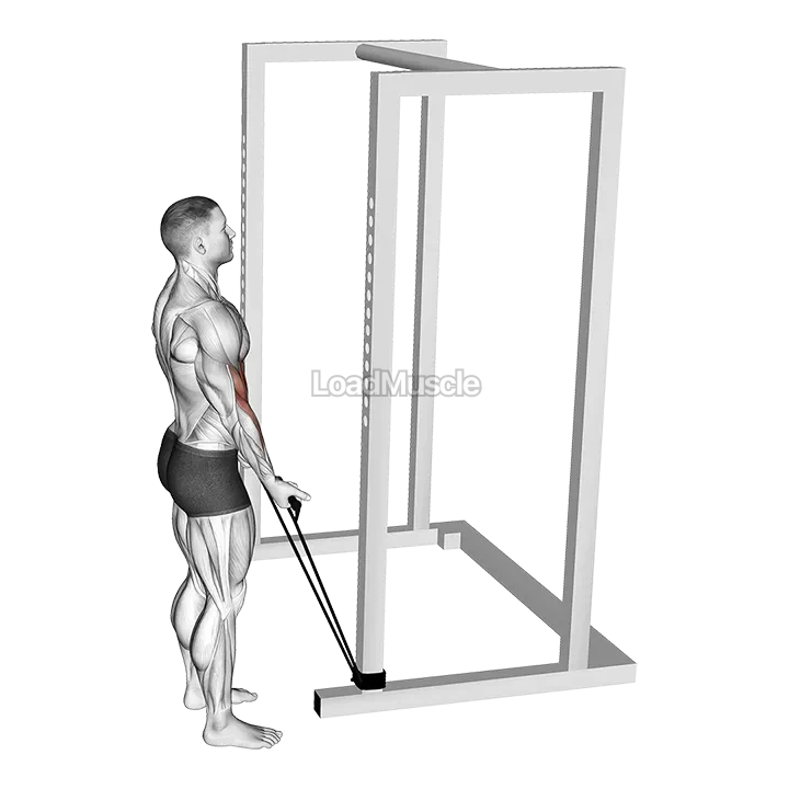 Band Standard Biceps Curl demonstration