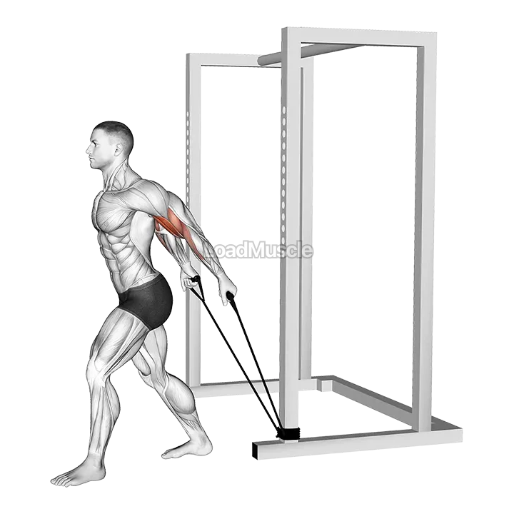 Band 45 degrees Biceps Curl demonstration