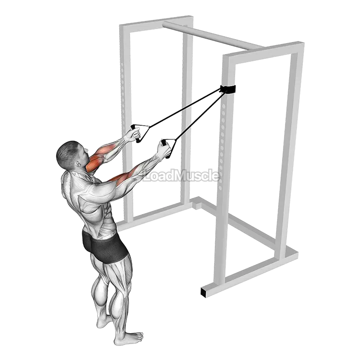 Band Cross Chest Biceps Curl demonstration