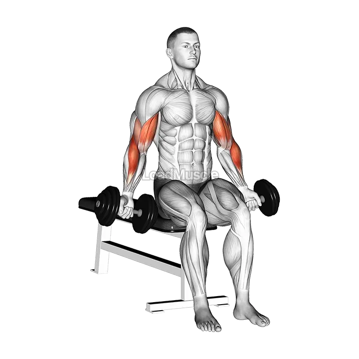 Dumbbell Seated Zottman Curl demonstration