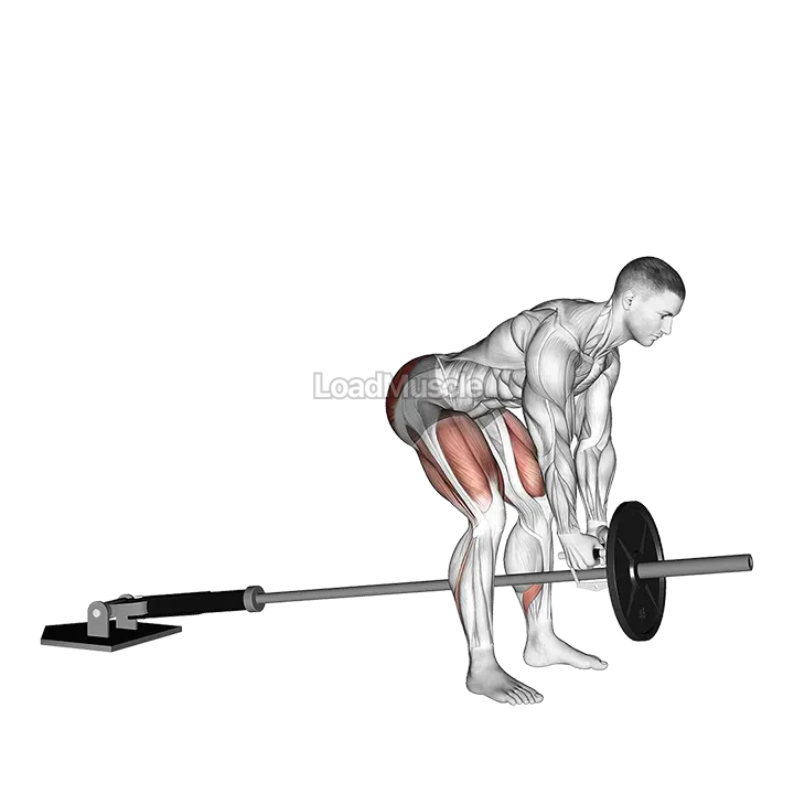 Landmine Romanian Deadlift demonstration