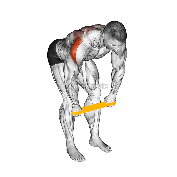Resistance Band Bent Over Rear Delt Fly demonstration