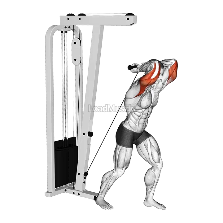 Cable Overhead Tricep Extension Straight Bar demonstration