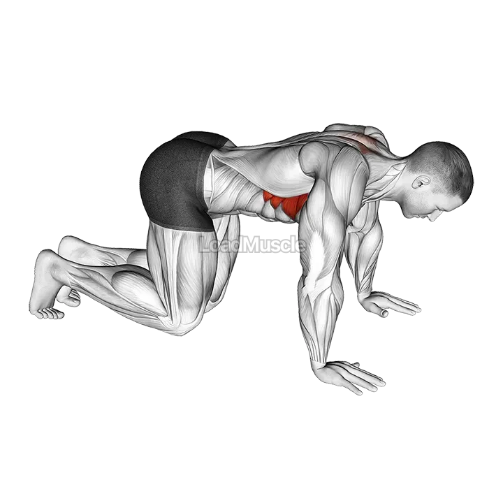 Kneeling Scapular Push-Up demonstration