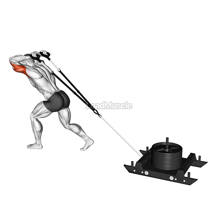 Power Sled Triceps Extension demonstration