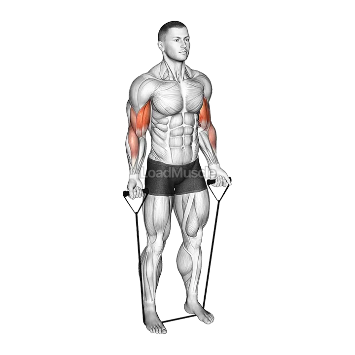 Band Close Grip Biceps Curl demonstration