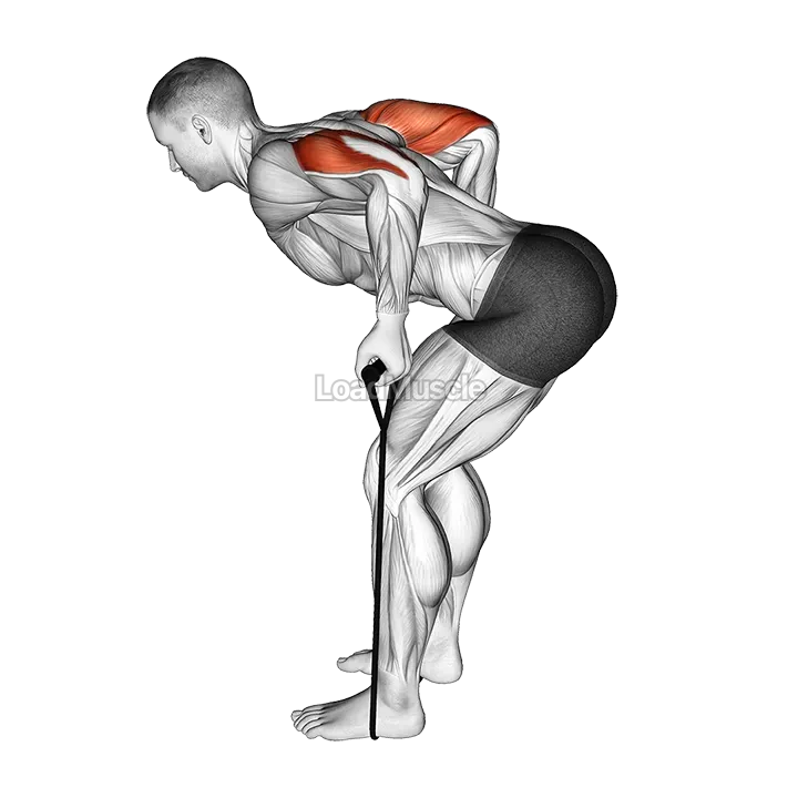 Band Triceps Kickback demonstration