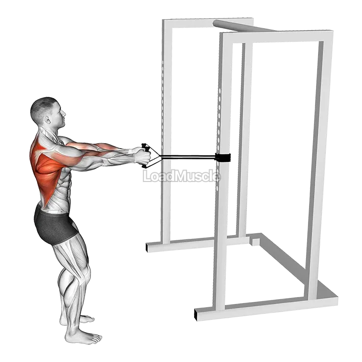 Band Close Grip Row demonstration