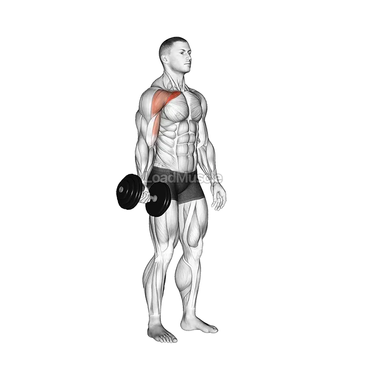 Dumbbell One Arm Low Fly demonstration