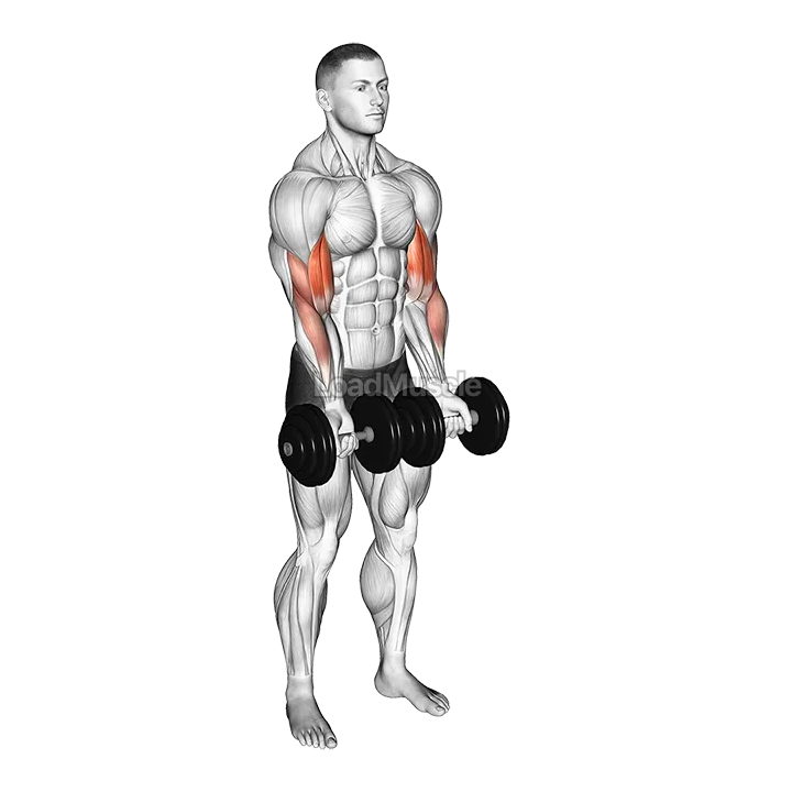 Dumbbell Close Grip Curl demonstration