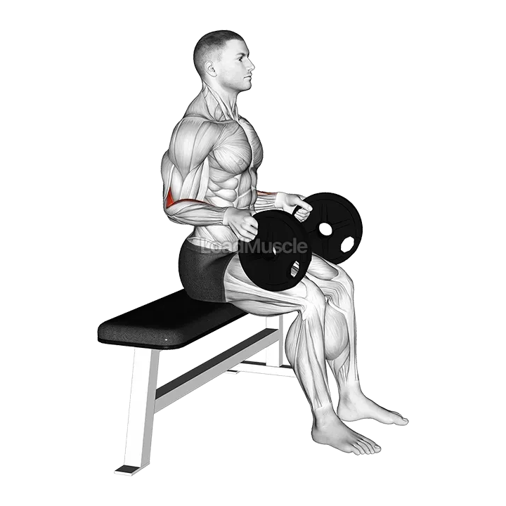 Weighted Seated Neutral Wrist Curl demonstration