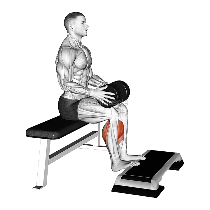 Weighted Seated Calf Raise demonstration