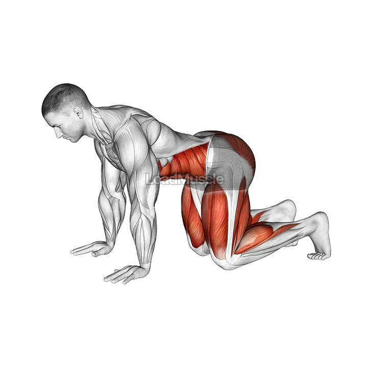 Bear Plank demonstration