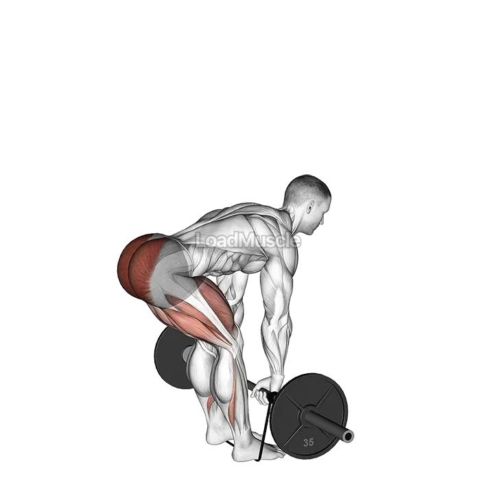 Barbell Banded Romanian Deadlift demonstration