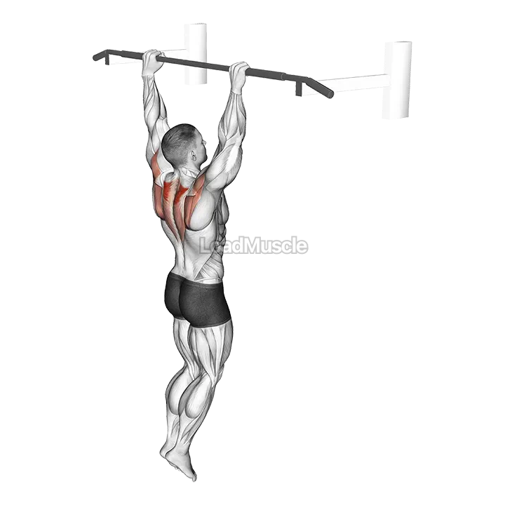 Hanging Scapular Shrug demonstration