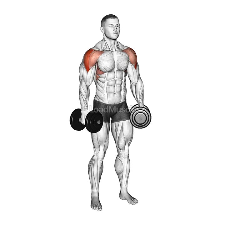 Dumbbell Partials Lateral Raise demonstration