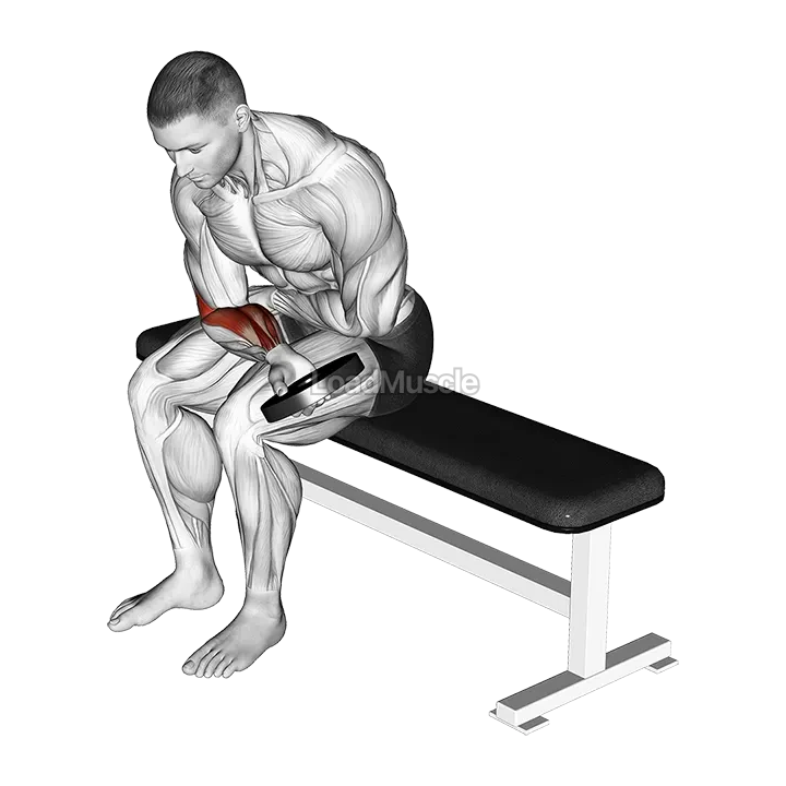 Weighted Seated One Arm Wrist Curl demonstration