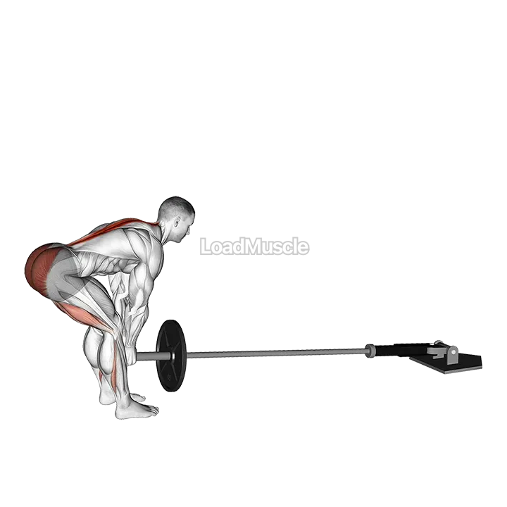 Landmine Romanian Deadlift demonstration