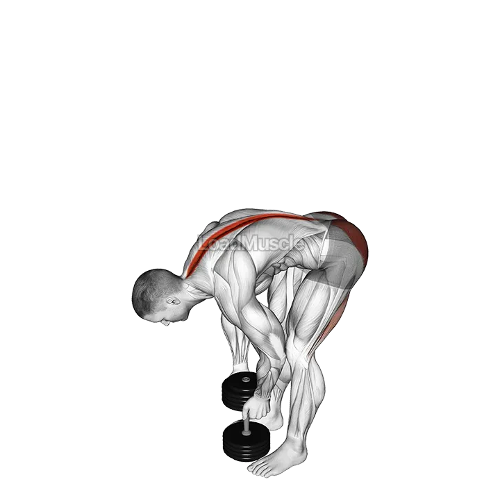 Dumbbell Straight Legs Deadlift demonstration