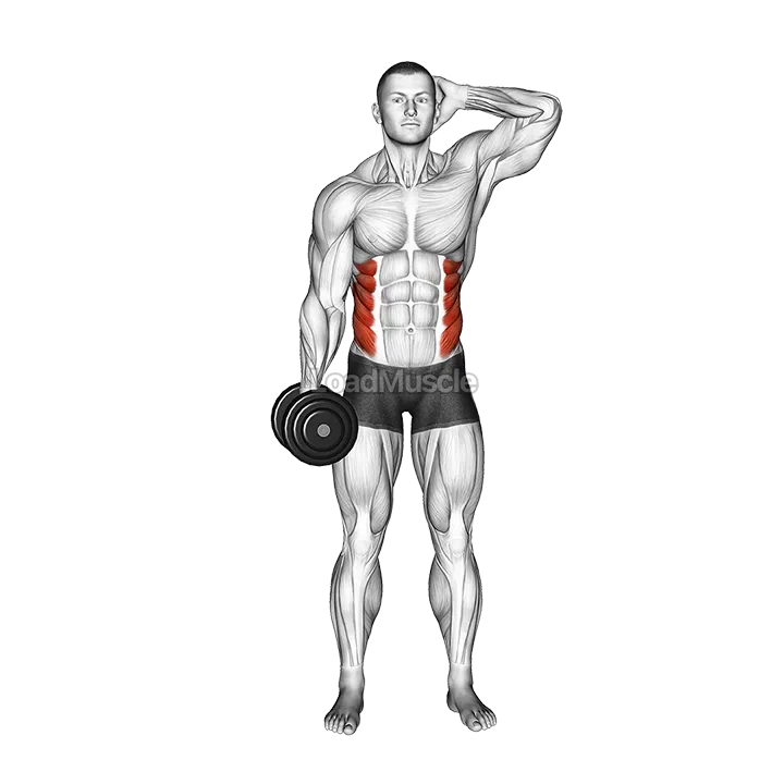 Dumbbell Side Bend demonstration