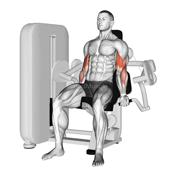 Lever Biceps Curl demonstration