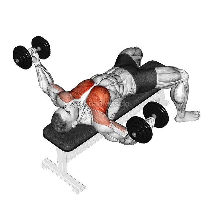 Dumbbell Twisted Fly demonstration