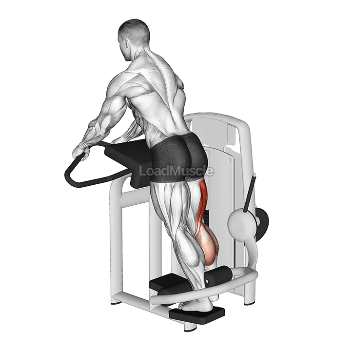 Lever Standing Leg Curl demonstration