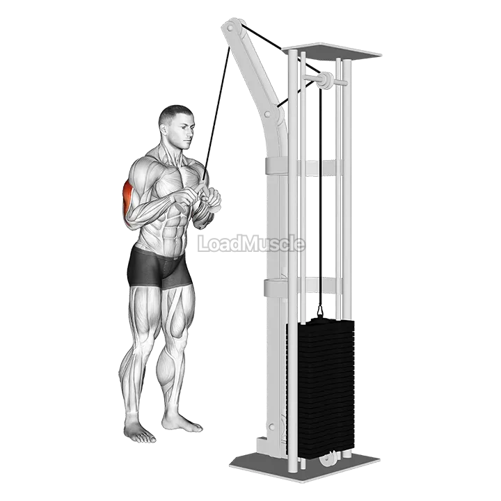 Cable Triceps Pushdown (V bar) demonstration