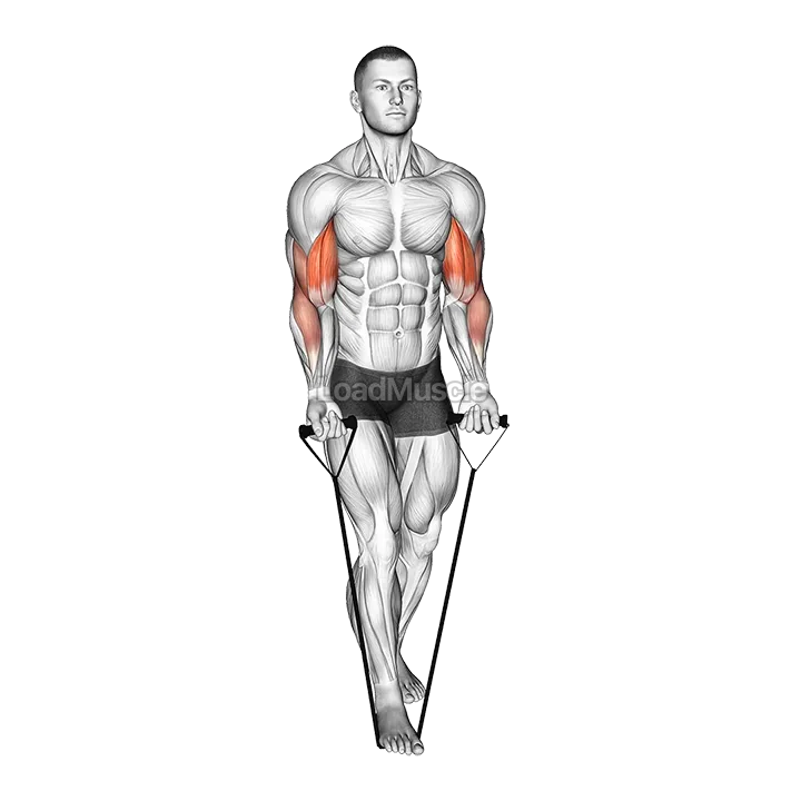 Band Biceps Curl demonstration