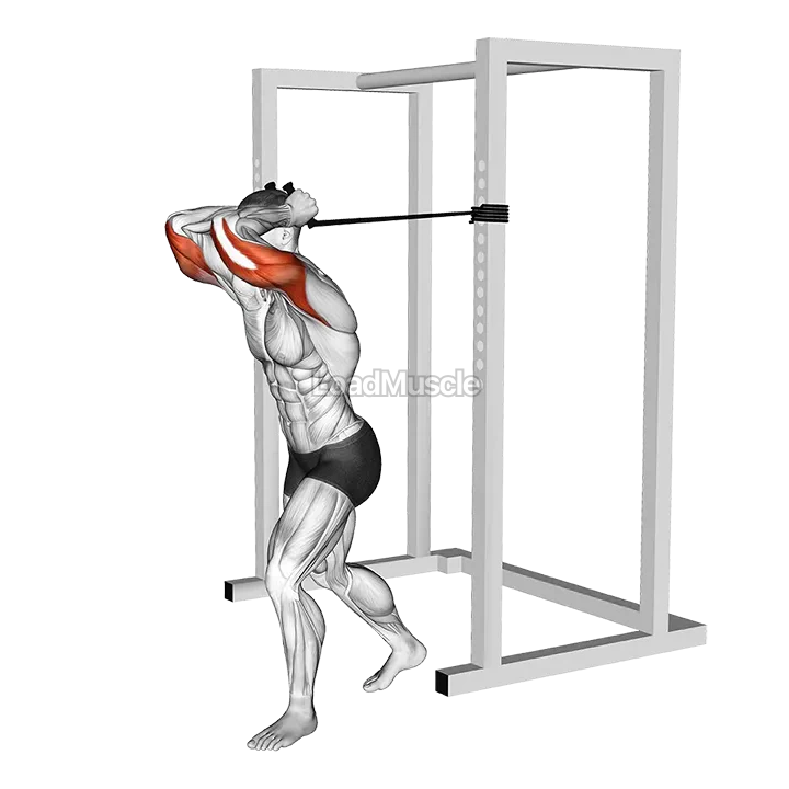 Band overhead triceps extension demonstration