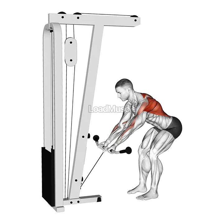 Cable Bent Over Reverse Grip Row demonstration
