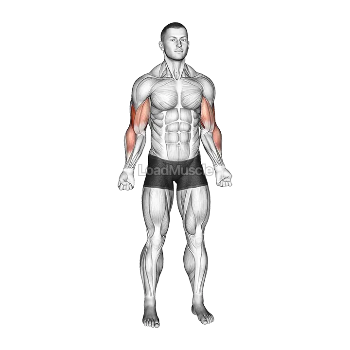 Bodyweight Standing Biceps Curl demonstration