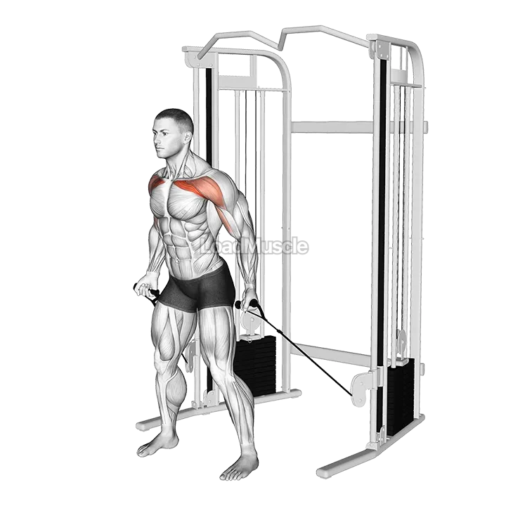 Cable Standing Alternate Low Fly demonstration