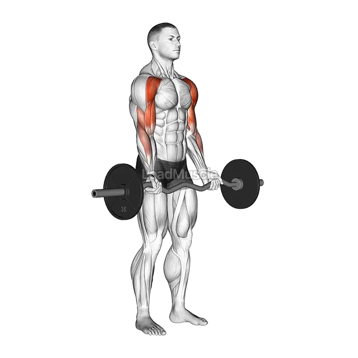 EZ-Bar Drag Bicep Curl demonstration