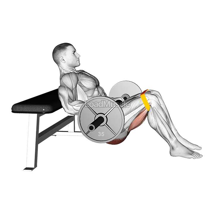 Barbell Resistance Band Hip Thrust demonstration