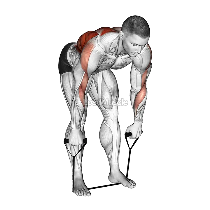 Band Bent Over Wide Grip Row demonstration