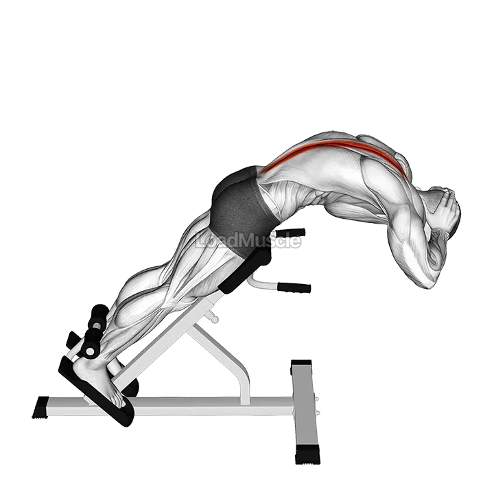 45 degrees Back Extension demonstration