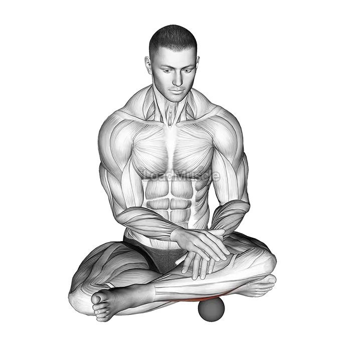 Roll Ball Peroneus demonstration