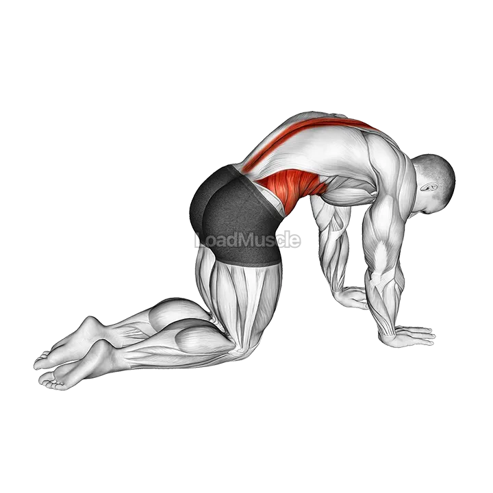 Cat Cow Stretch demonstration