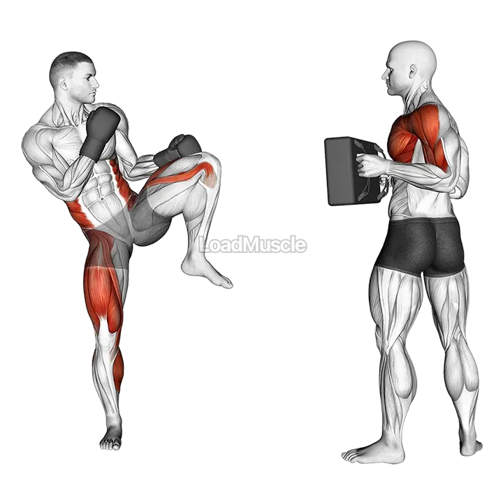 Front Kick Kickboxing (with partner) demonstration