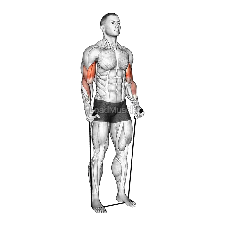 Band Standing Hammer Curl demonstration