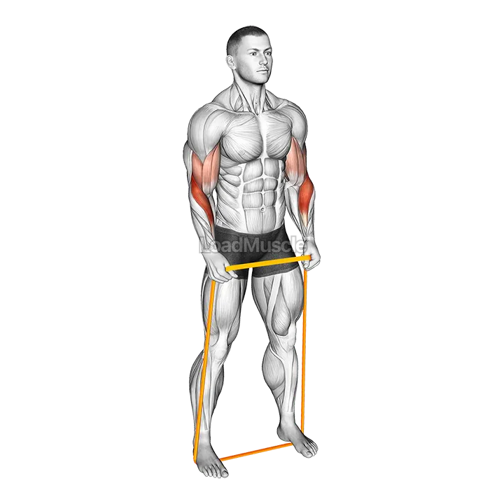 Resistance Band Hammer Curl demonstration
