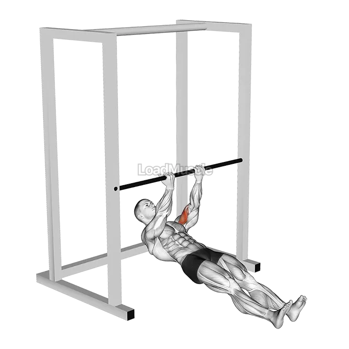 Bar Biceps Curl demonstration