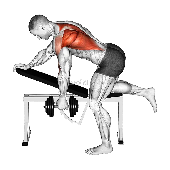 Dumbbell Bent over Single Arm Row demonstration