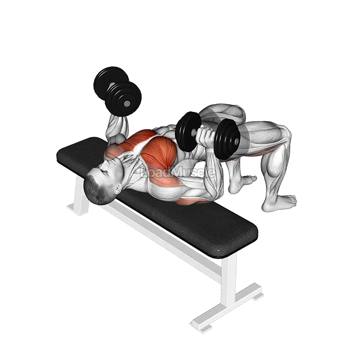 Dumbbell Bridge Bench Press demonstration